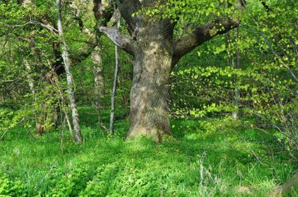 Ældgamle egetræer med en underskov af hassel. Det er et sjældent syn i de nordjyske skove.

